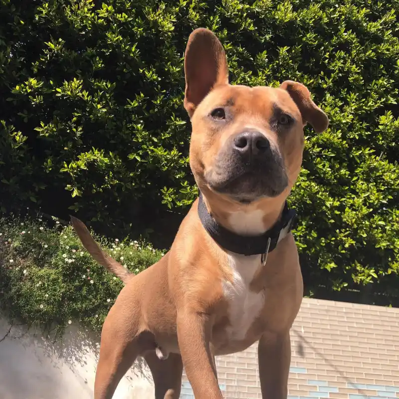 Halsey Mourns the Death of Beloved Dog Jagger: ‘This Has Been The Worst Week of My Life’