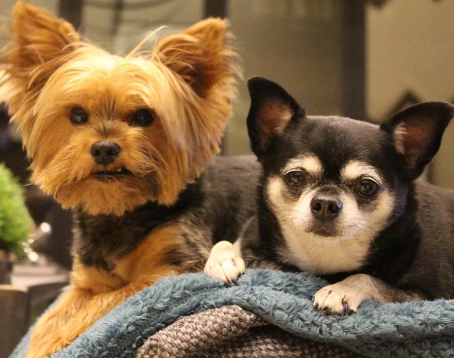 Pawsome Pets A Complete Guide HGTV Stars Pets