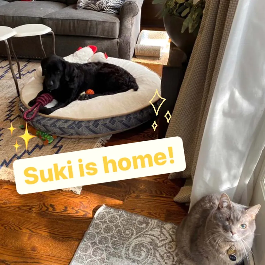 Pawsome Pets A Complete Guide HGTV Stars Pets