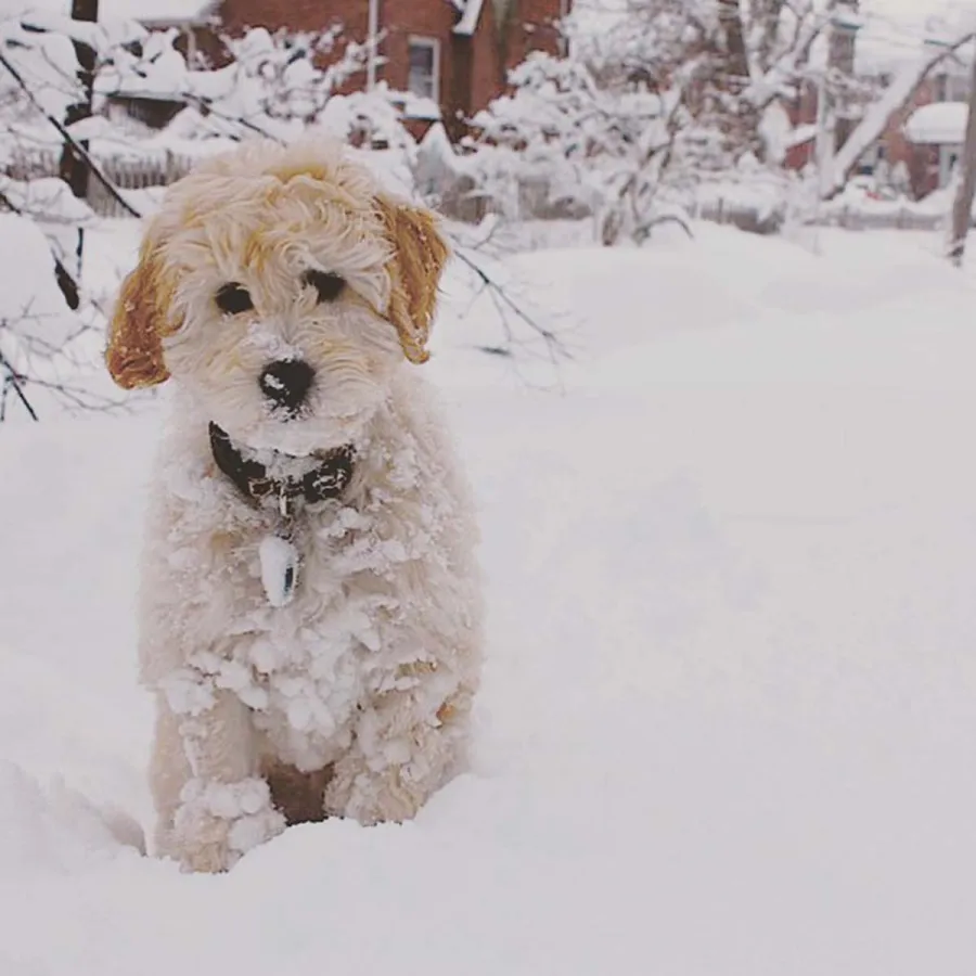 Pawsome Pets A Complete Guide HGTV Stars Pets