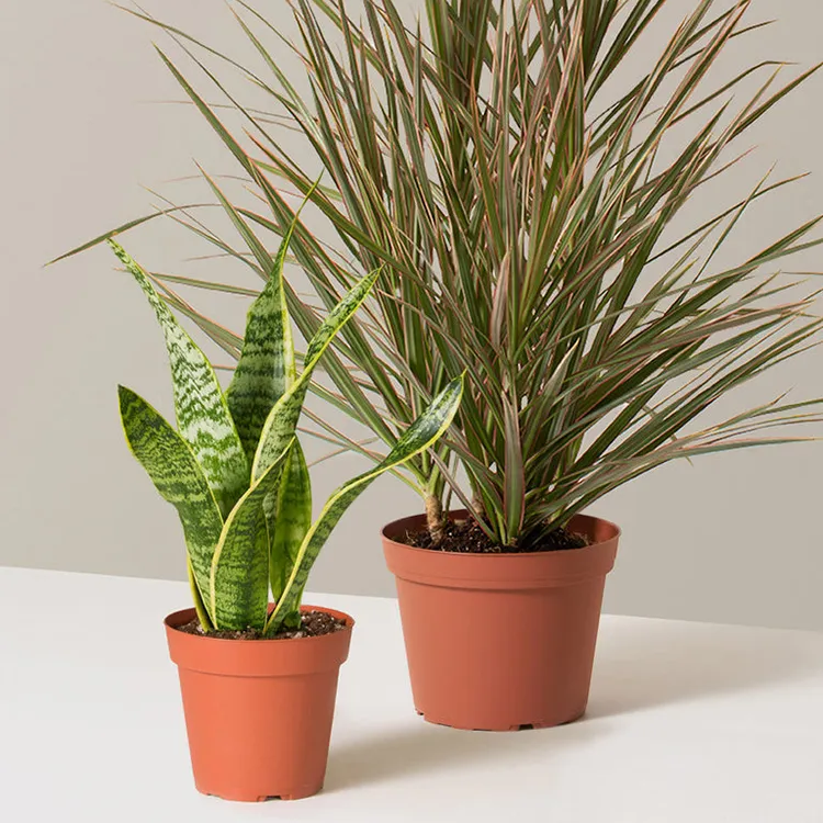 hardy houseplants bundle