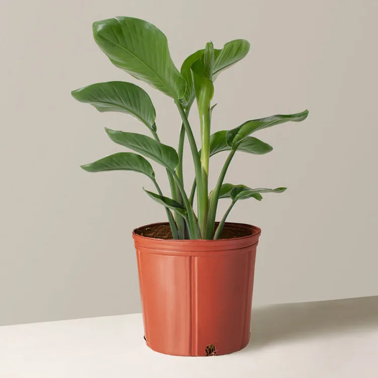 large bird of paradise