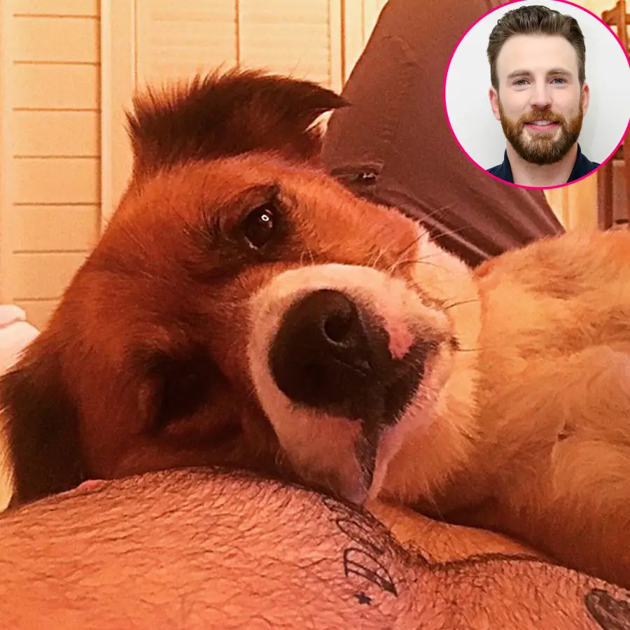 See the Celebs Who Got Tribute Tattoos in Honor of Their Beloved Pets