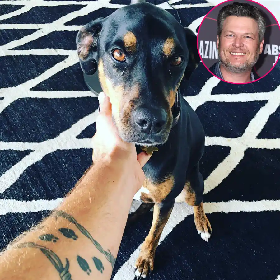 Country Music Pets Guide