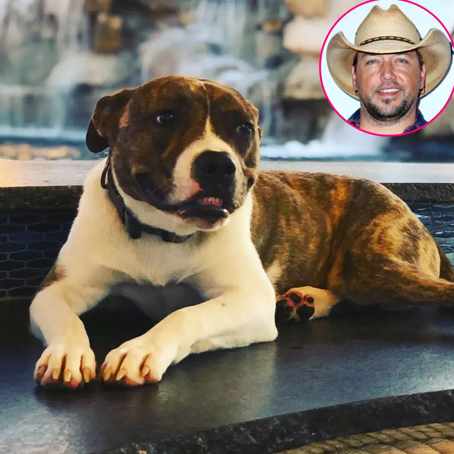 Country Music Pets Guide