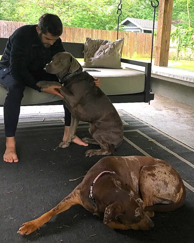 Country Music Pets Guide