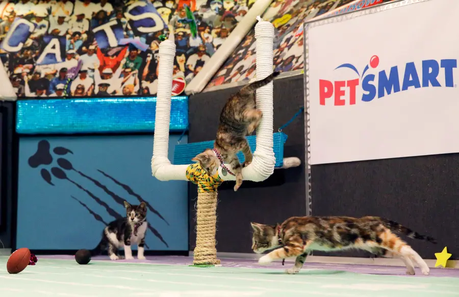 Everything We Know About GAC Media