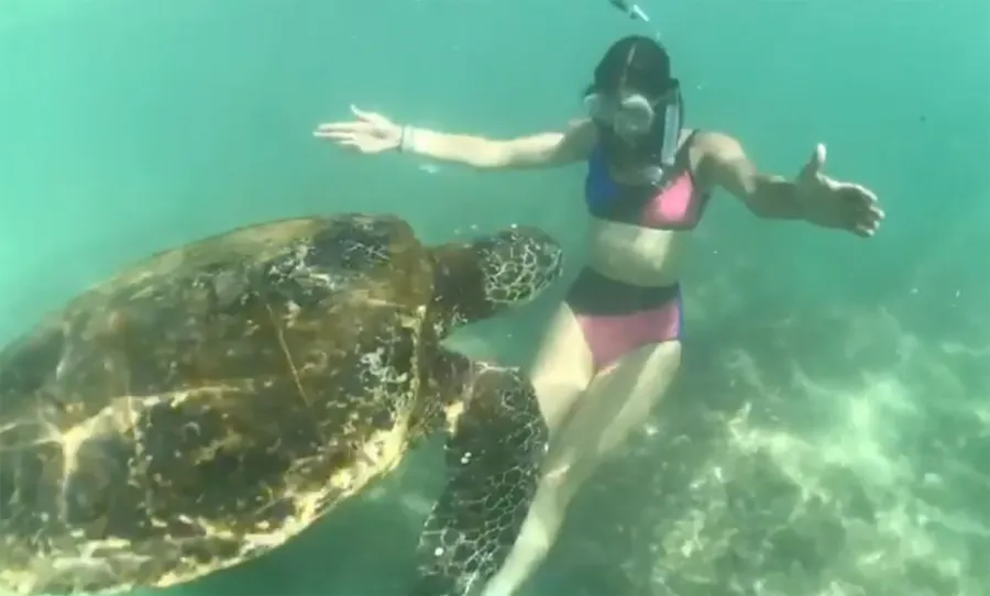 Hottest Bikini Bodies of 2017 Nina Dobrev