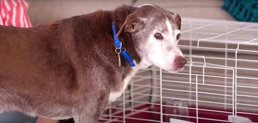 Is He Kim Tori Spellings Bearded Dragon Has Favorite Kardashian