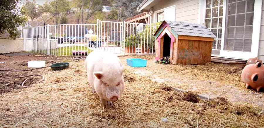 Is He Kim Tori Spellings Bearded Dragon Has Favorite Kardashian