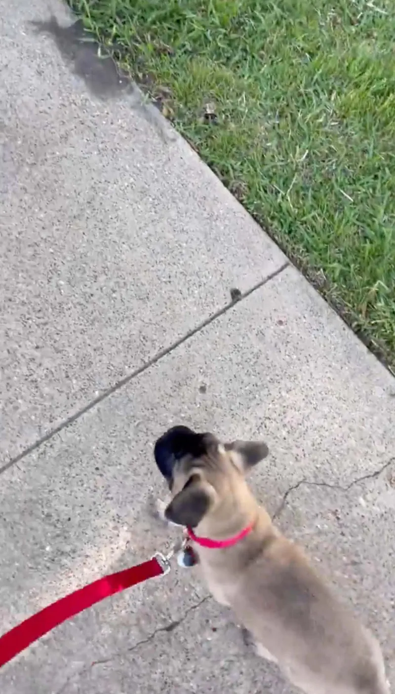 Meet Gus Bachelors Sean Lowe Catherine Giudici Welcome New Puppy