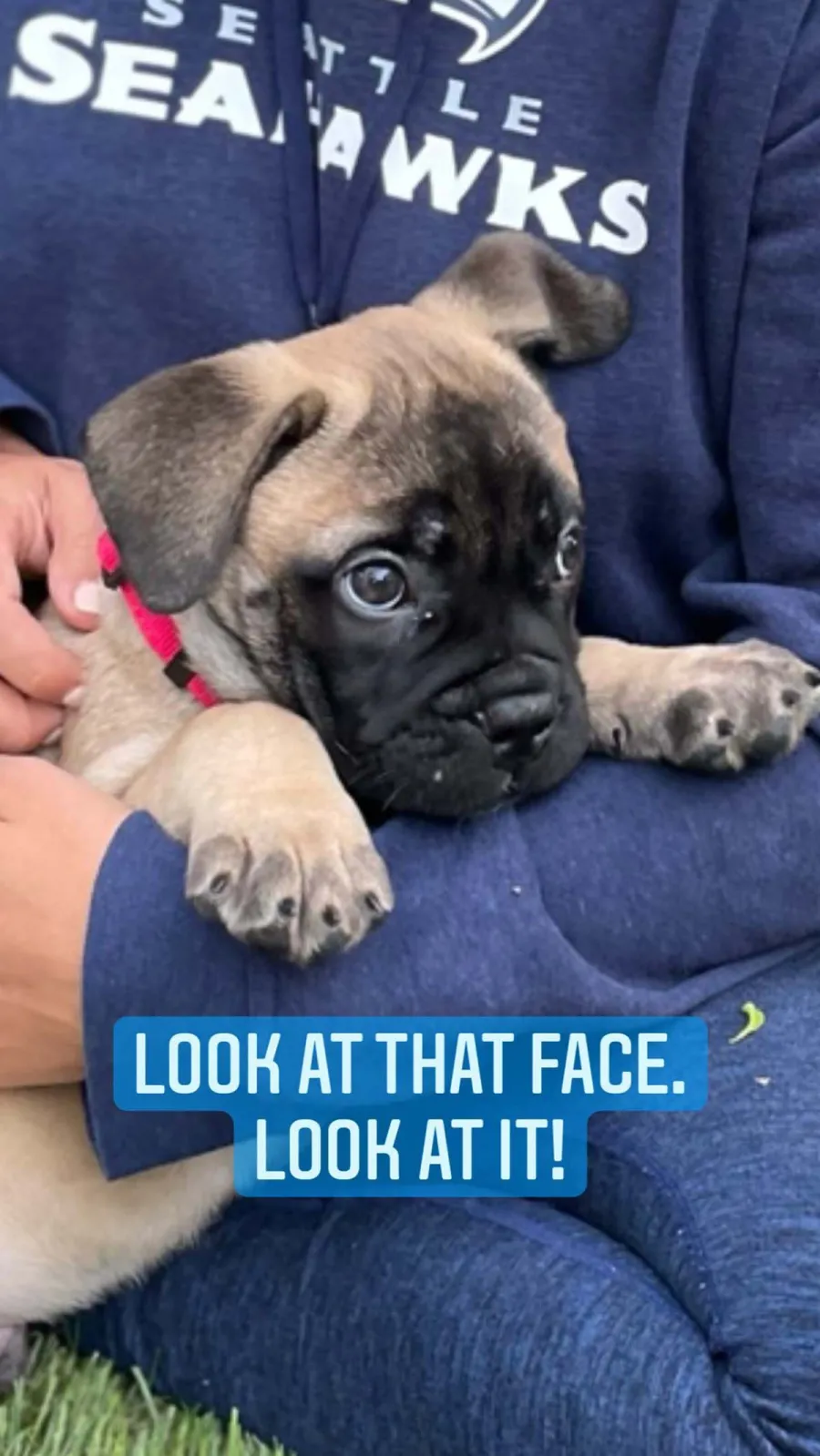 Meet Gus Bachelors Sean Lowe Catherine Giudici Welcome New Puppy