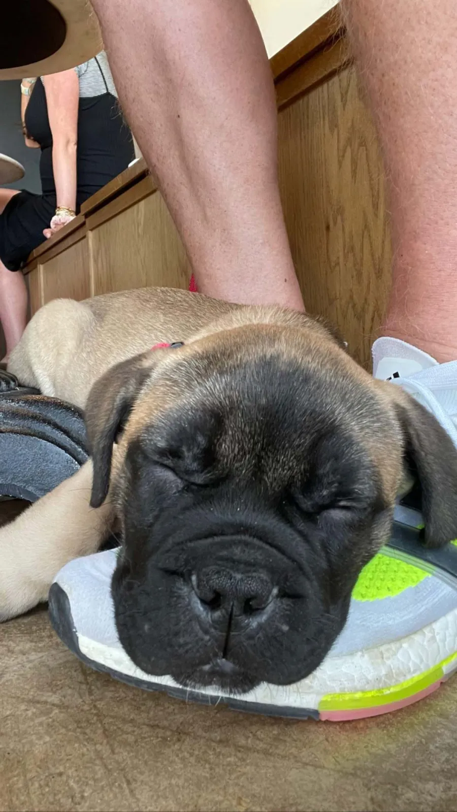 Meet Gus Bachelors Sean Lowe Catherine Giudici Welcome New Puppy