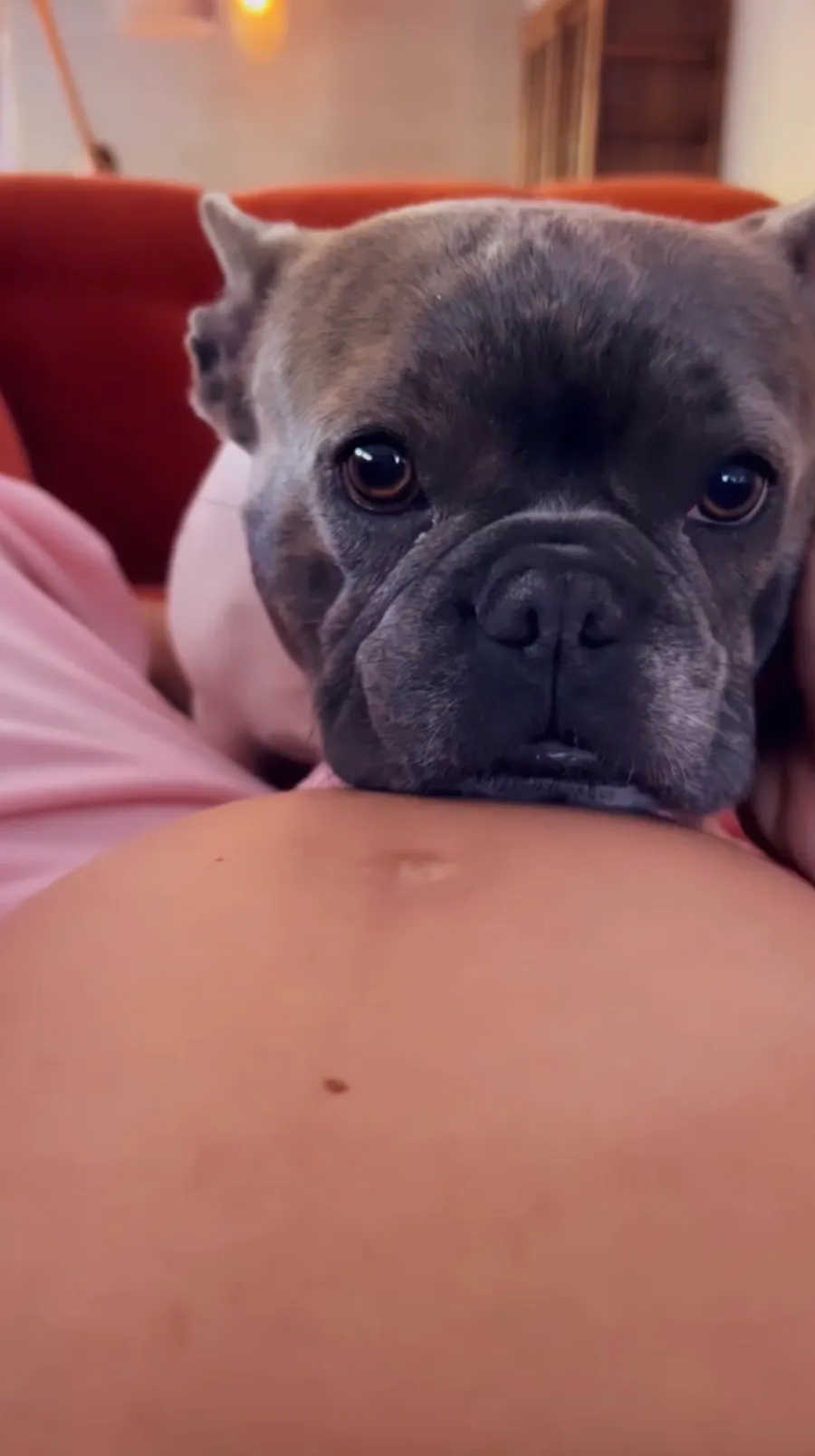 Too Cute! Pregnant Sharna Burgess’ Dog Is ‘All About the Belly’