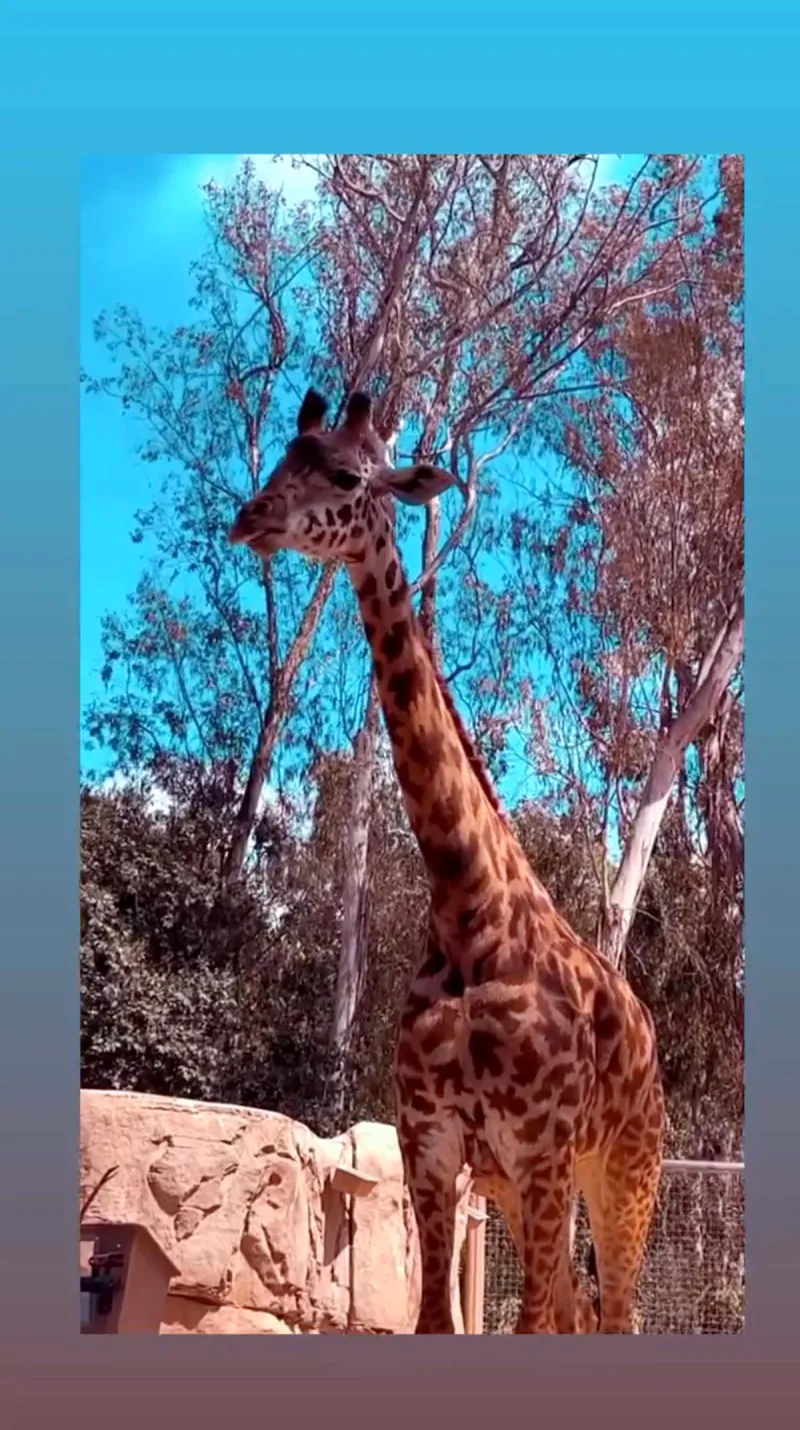 1st Zoo Trip Maralee Nichols Celebrates Son Theo Turning 6 Months Old