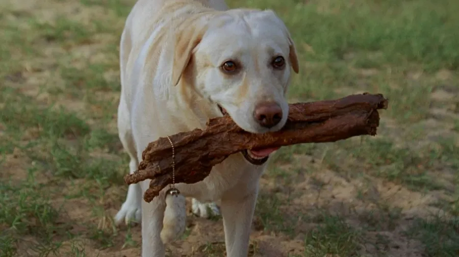 TV Shows' Beloved Pets Through the Years: Photos