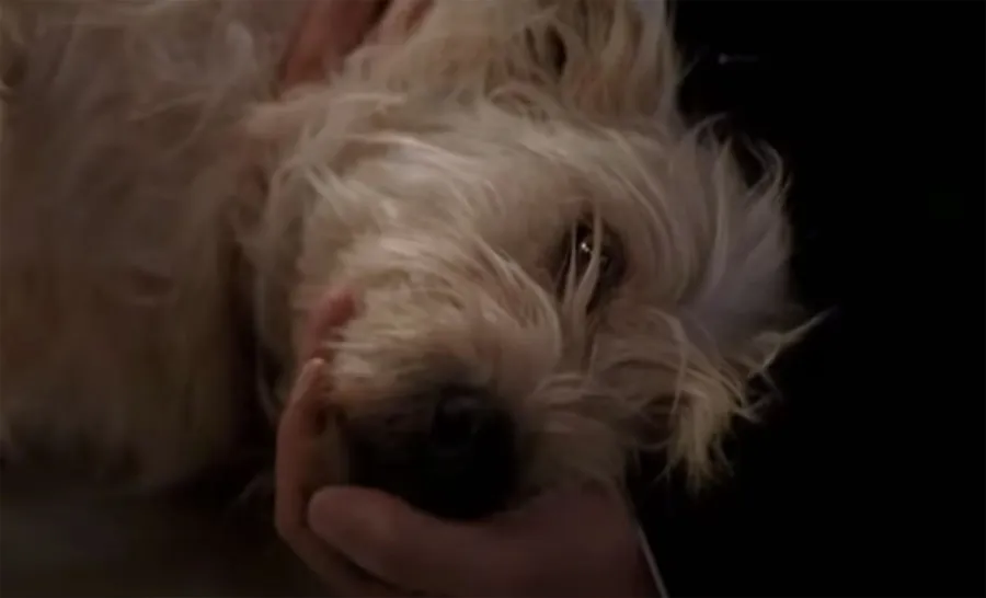 Pass Tissues The Saddest TV Pet Deaths All Time
