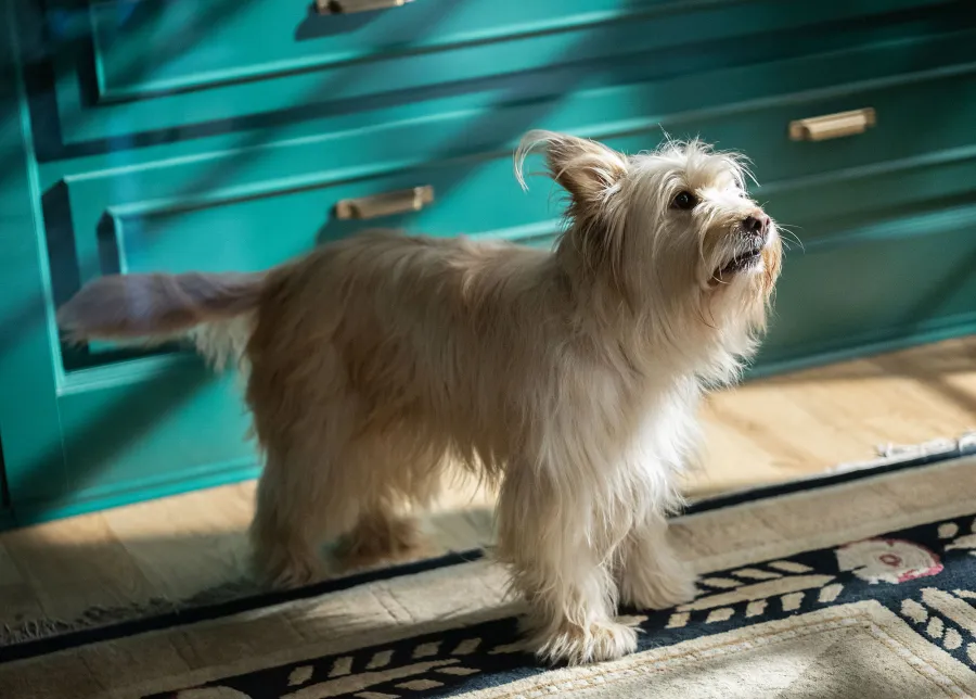 Pass Tissues The Saddest TV Pet Deaths All Time