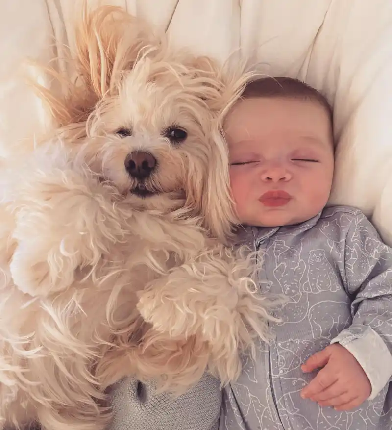 Ashley Iaconetti Son and More Celeb Kids Cuddle With Pets Dawson Haibon and Lois