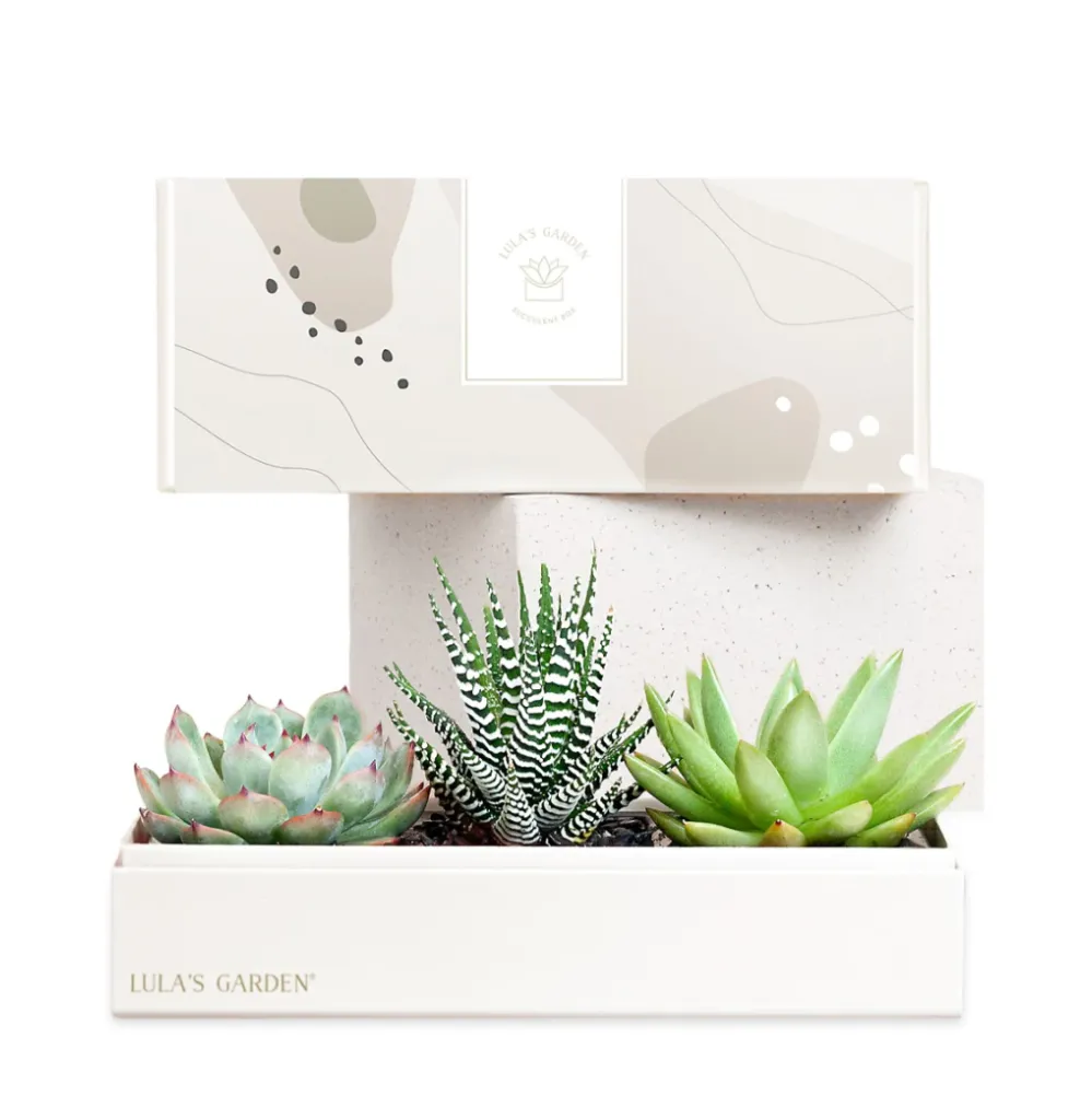 Lula's Garden Verdant Garden Succulent Plants