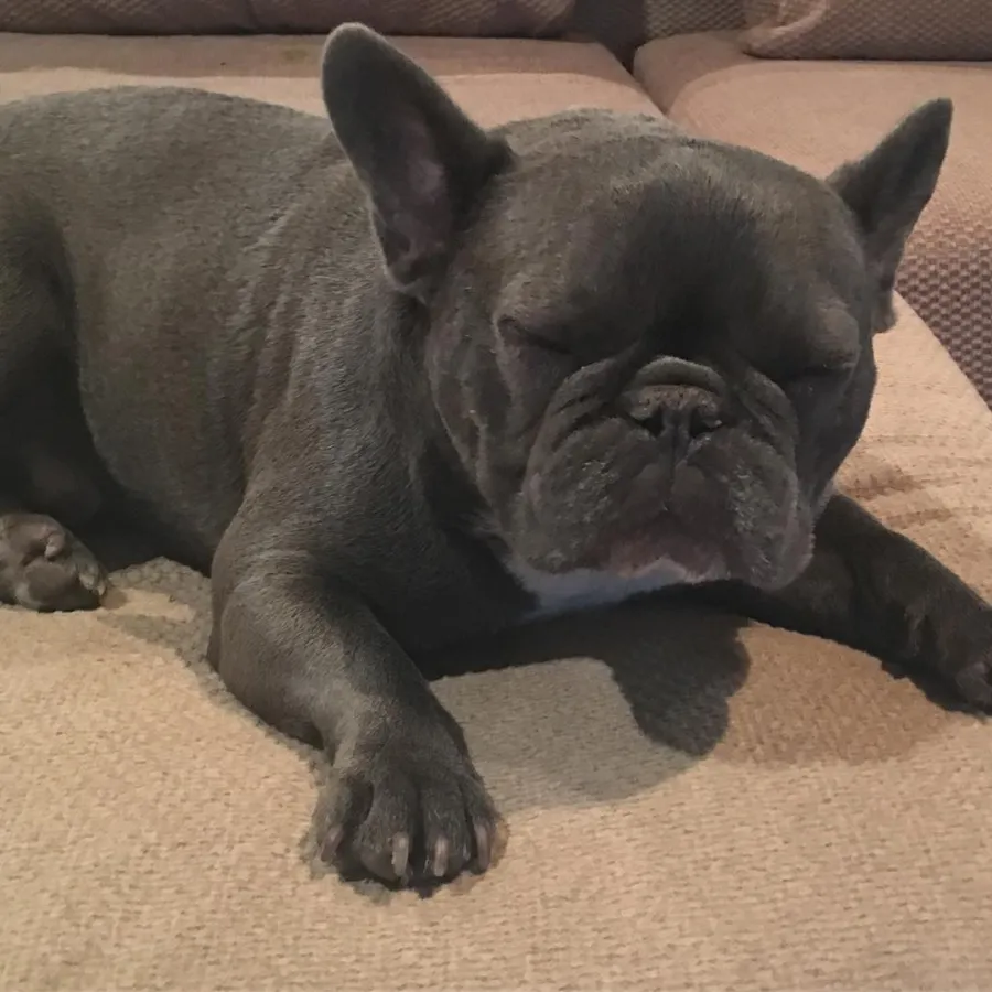 Celebrities Who Love French Bulldogs: Lady Gaga, Reese Witherspoon, Megan Thee Stallion and More Denise Richards