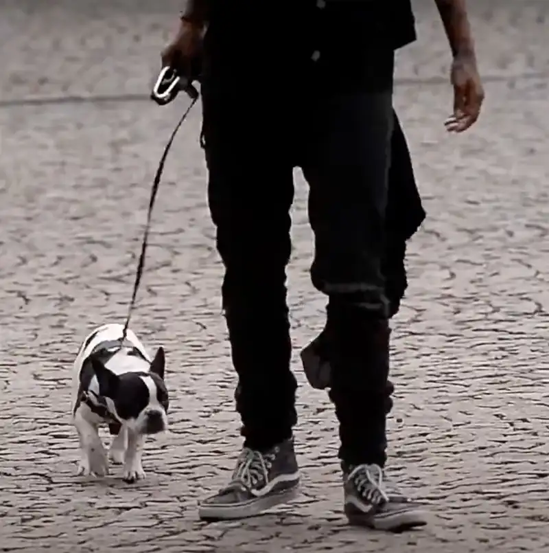 Celebrities Who Love French Bulldogs: Lady Gaga, Reese Witherspoon, Megan Thee Stallion and More Madonna