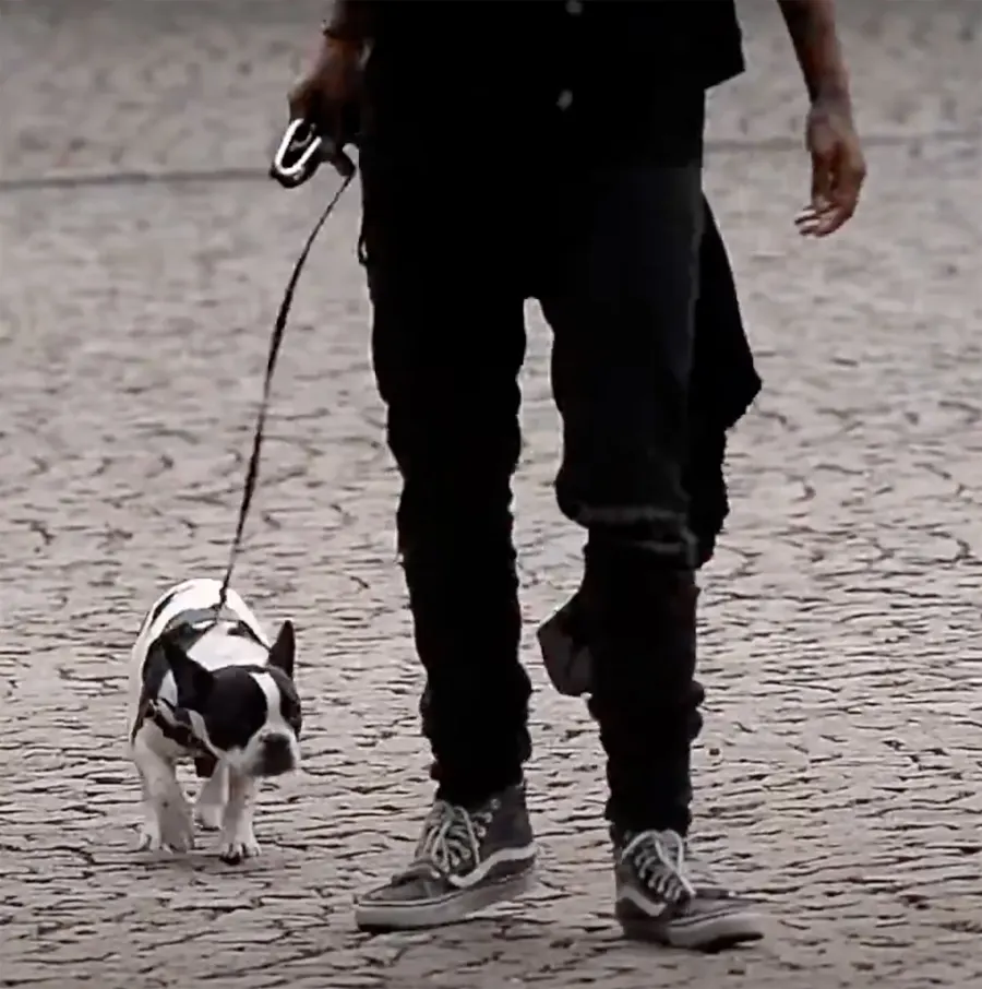 Celebrities Who Love French Bulldogs: Lady Gaga, Reese Witherspoon, Megan Thee Stallion and More Madonna