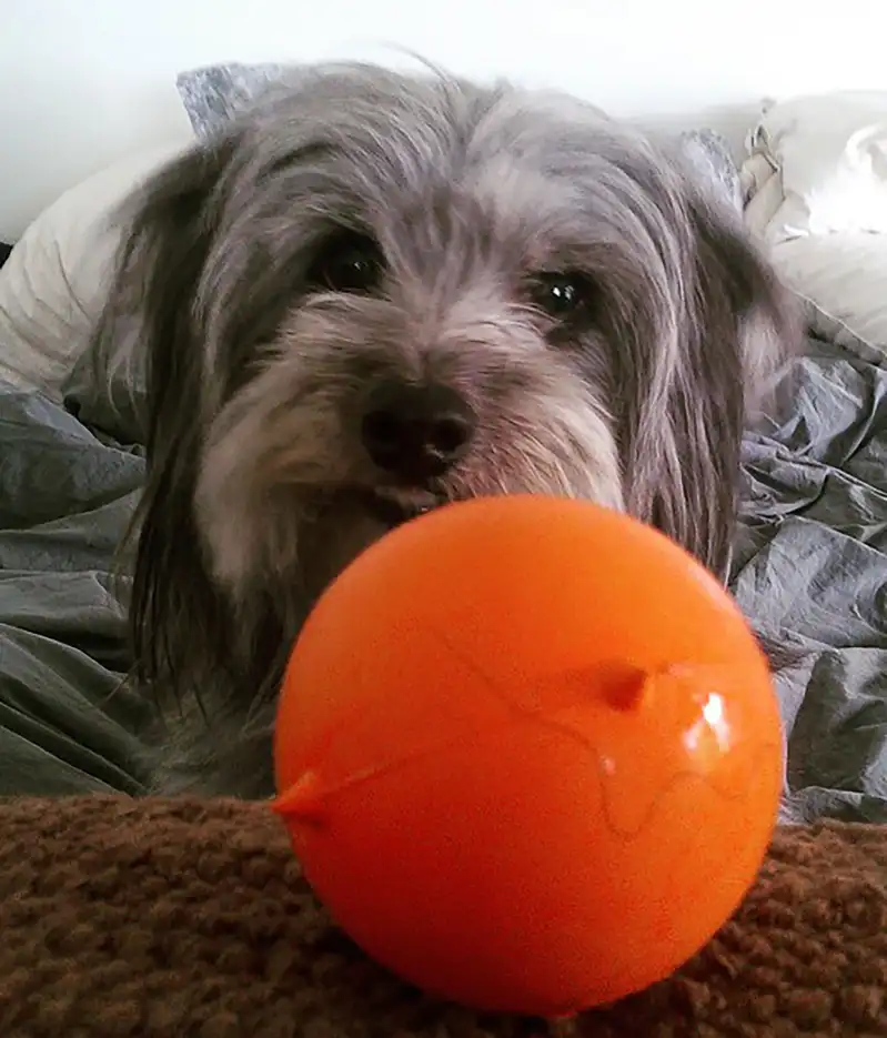 Celebrities Who Love French Bulldogs: Lady Gaga, Reese Witherspoon, Megan Thee Stallion and More Rachel Bilson