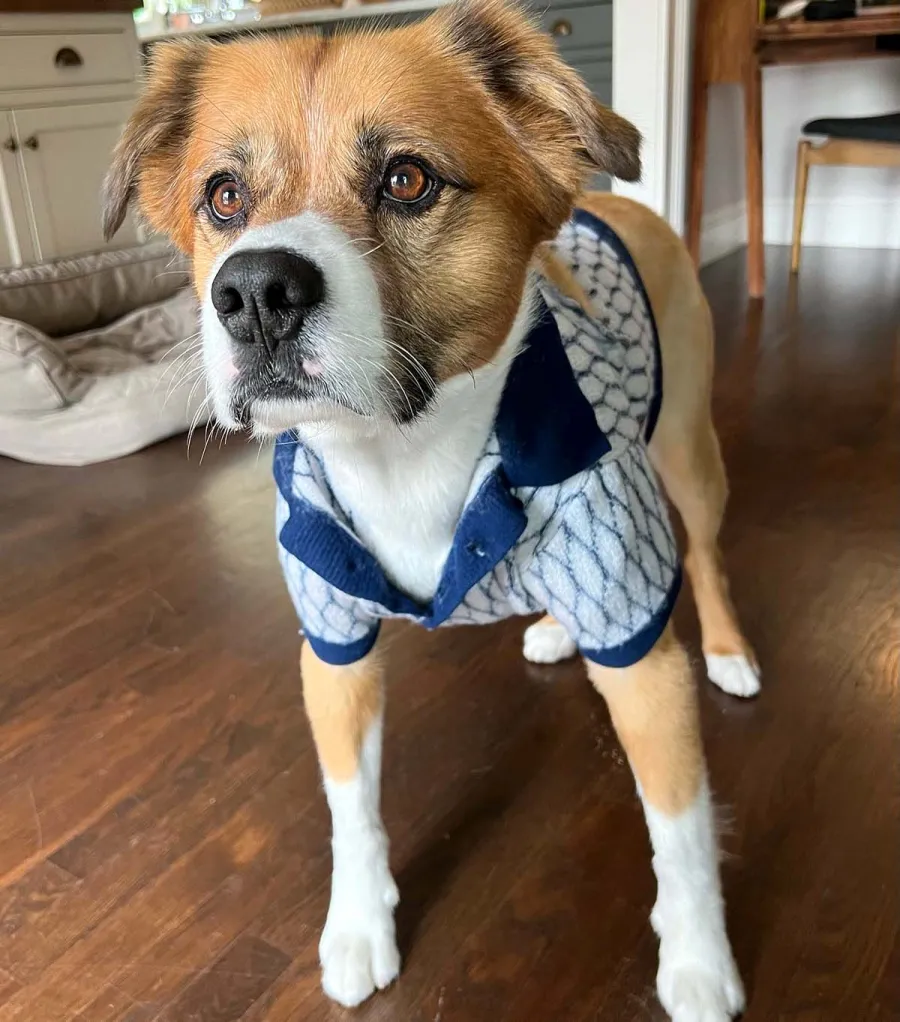 Chris Evans His Dog Dodger A Timeline Their Pawsome Friendship