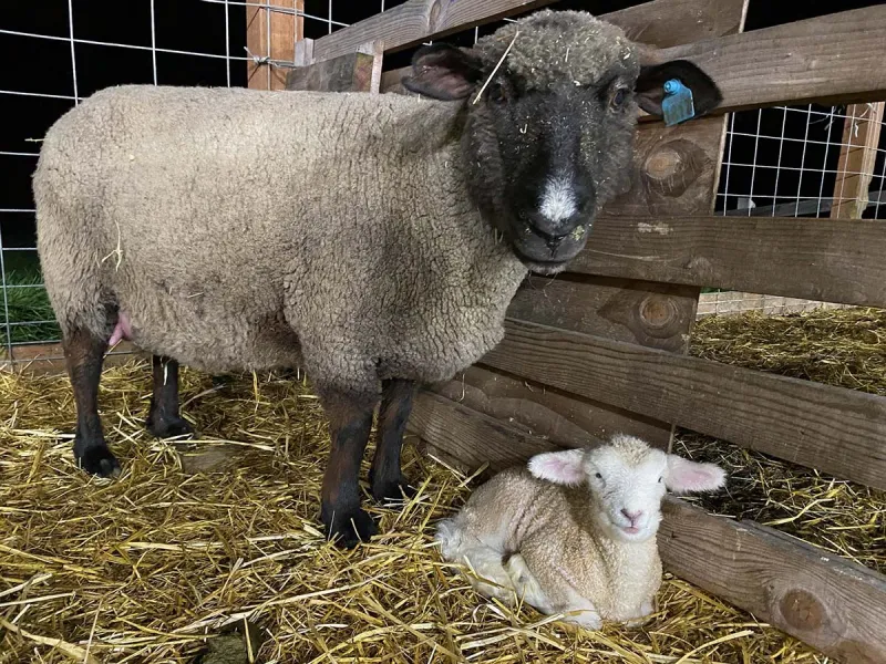 Everything-Chris-Pratt-Anna-Faris-Have-Said-About-Son-Jack-0001