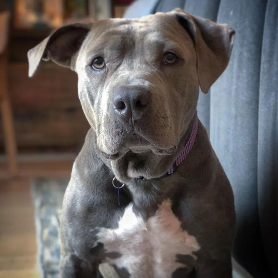 Justin Theroux’s Best Moments With His Beloved Dog Kuma