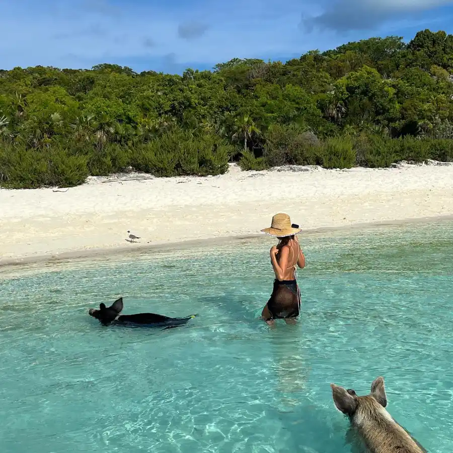 Shirtless Bradley Cooper Irina Shayk Feed, Swim With Pigs While on Vacation