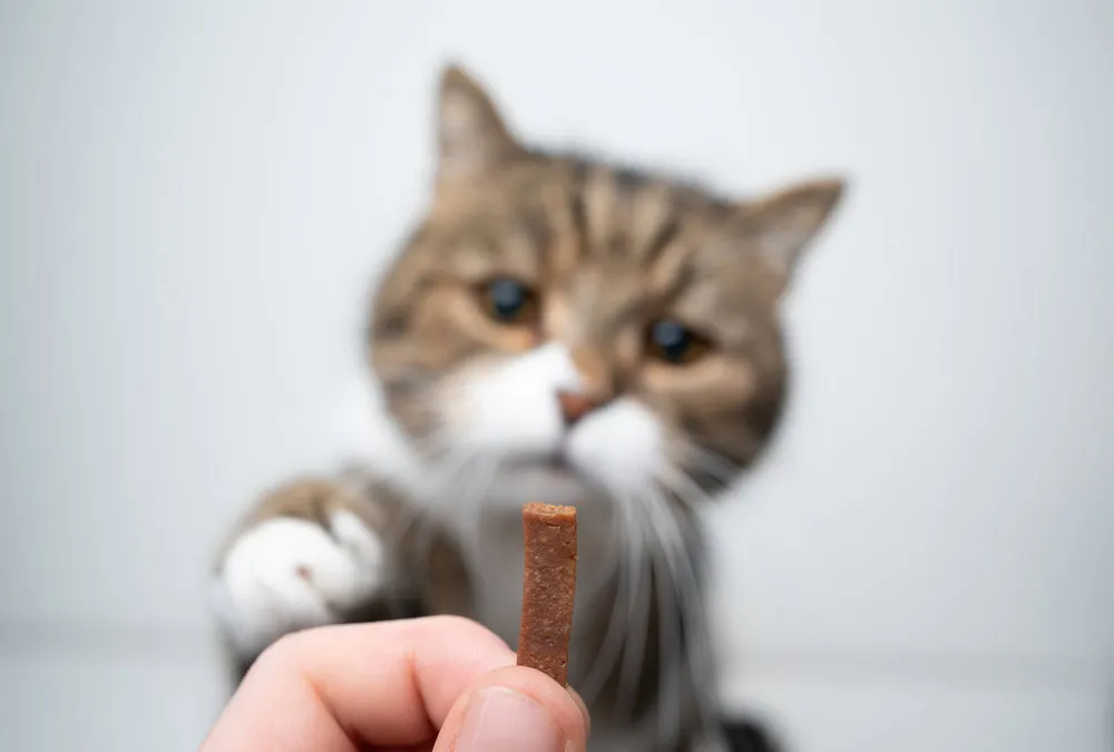 best-cat-calming-treats