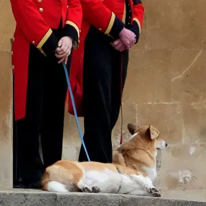 Queen Elizabeth II’s Corgis and Main Riding Horse Stationed Outside Windsor Castle Amid Funeral Service corgis with guards