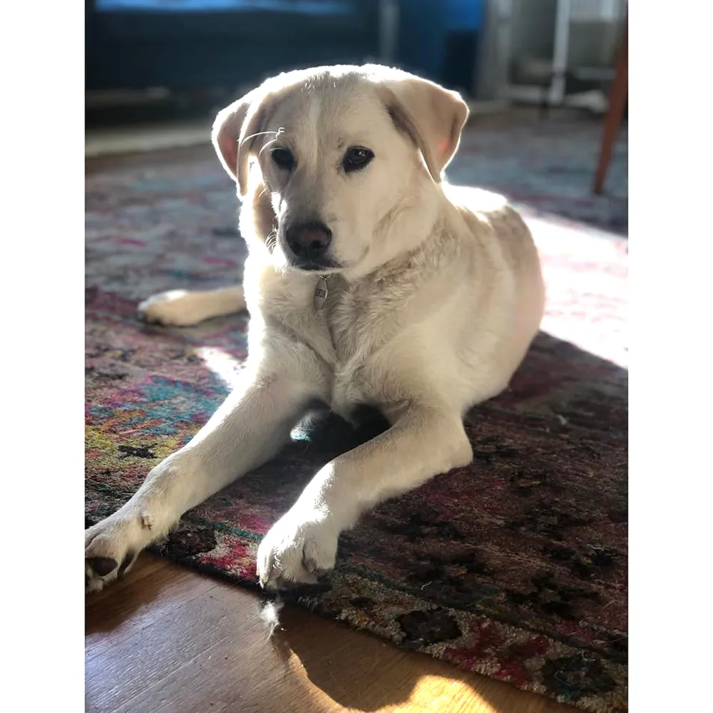 Los Angeles Animal Shelter Reveals Why Olivia Wilde Rehomed Dog After Nanny Scandal: 'Out of Compassion'