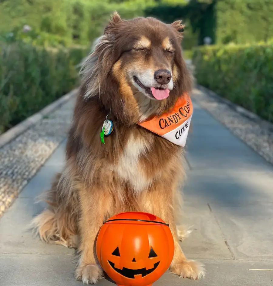 Darla! Finn! Best Celebrity Pet Halloween Costumes Through the Years