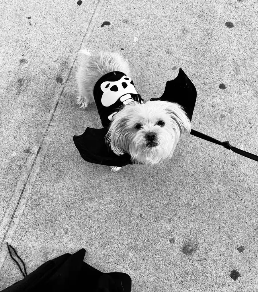 Darla! Finn! Best Celebrity Pet Halloween Costumes Through the Years