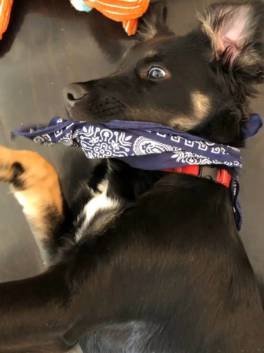 Lauren Graham Went Into ‘Shock’ After Peter Krause Split, Teases ‘Gilmore Girls’ Baby Daddy Reveal, More in New Book