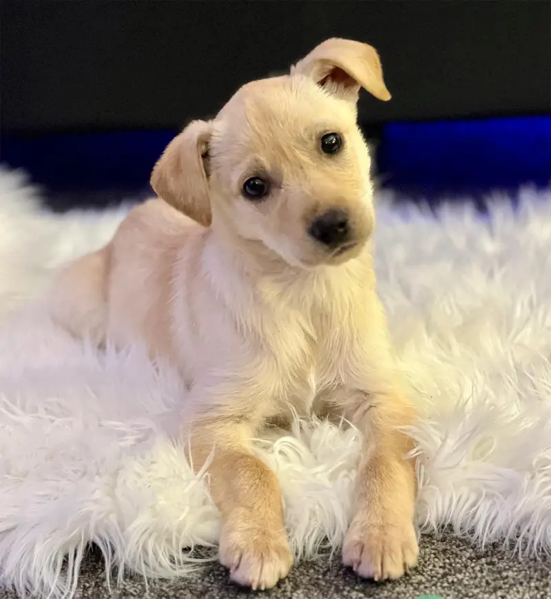 Carrie Underwood and Mike Fisher Dog