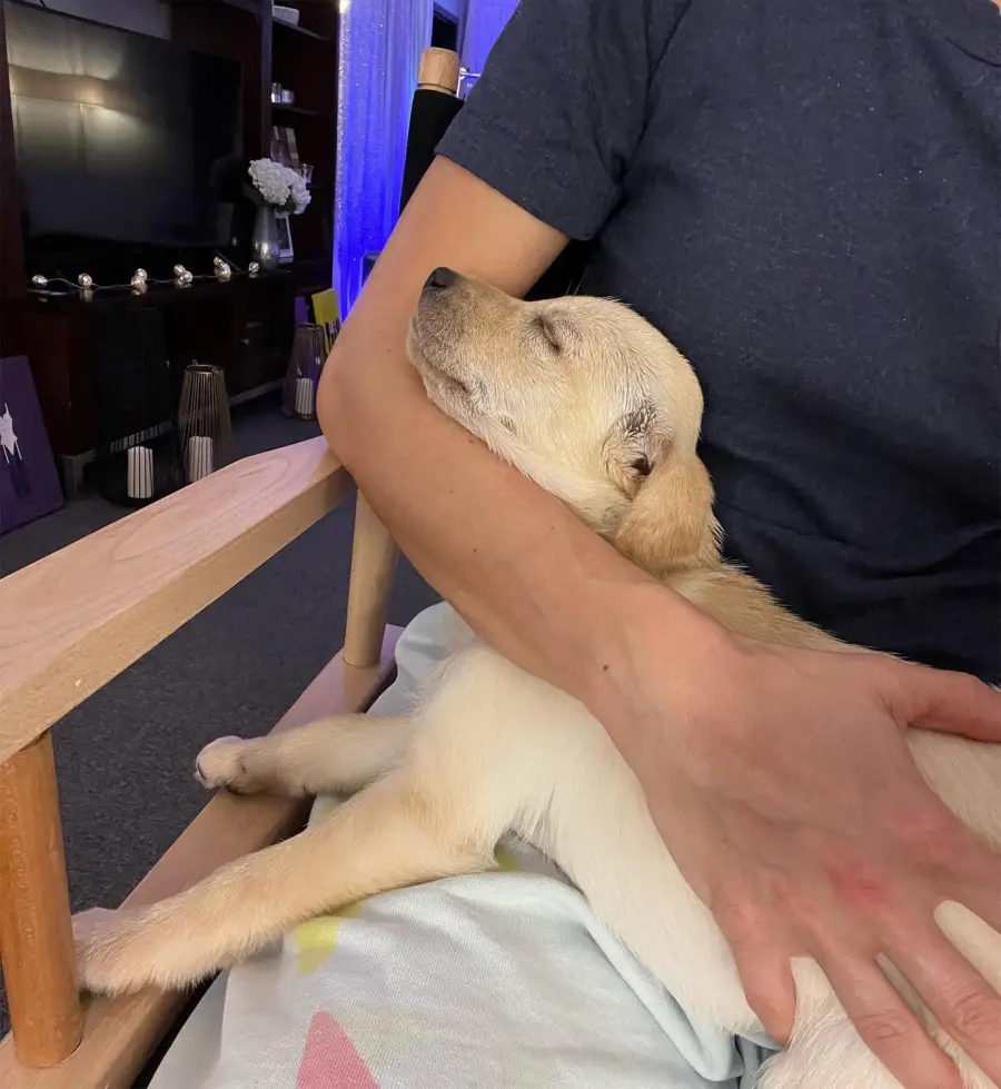 Carrie Underwood Dog