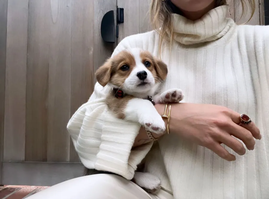 Celebrities Who Have Pets With Food-Inspired Names ham