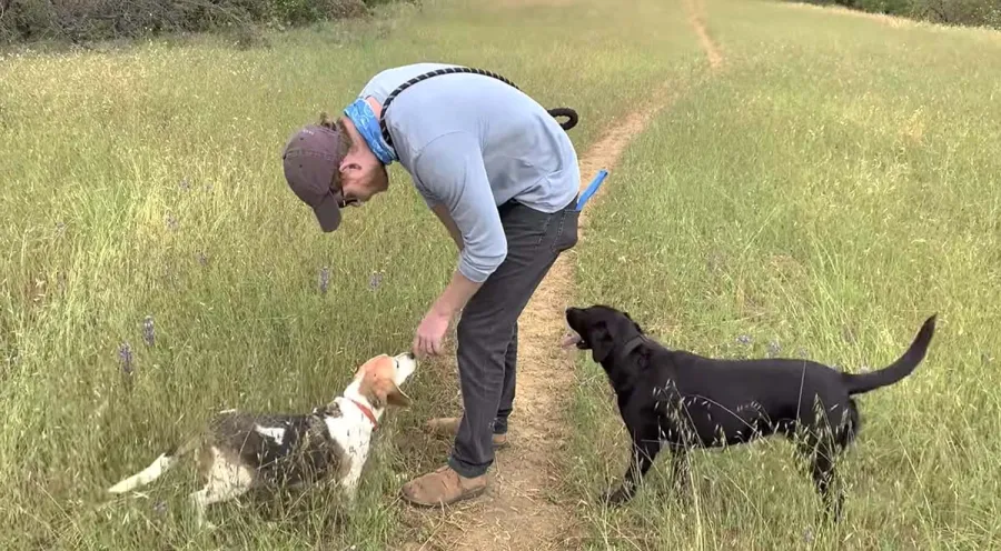 Harry Meghan Dog Quotes