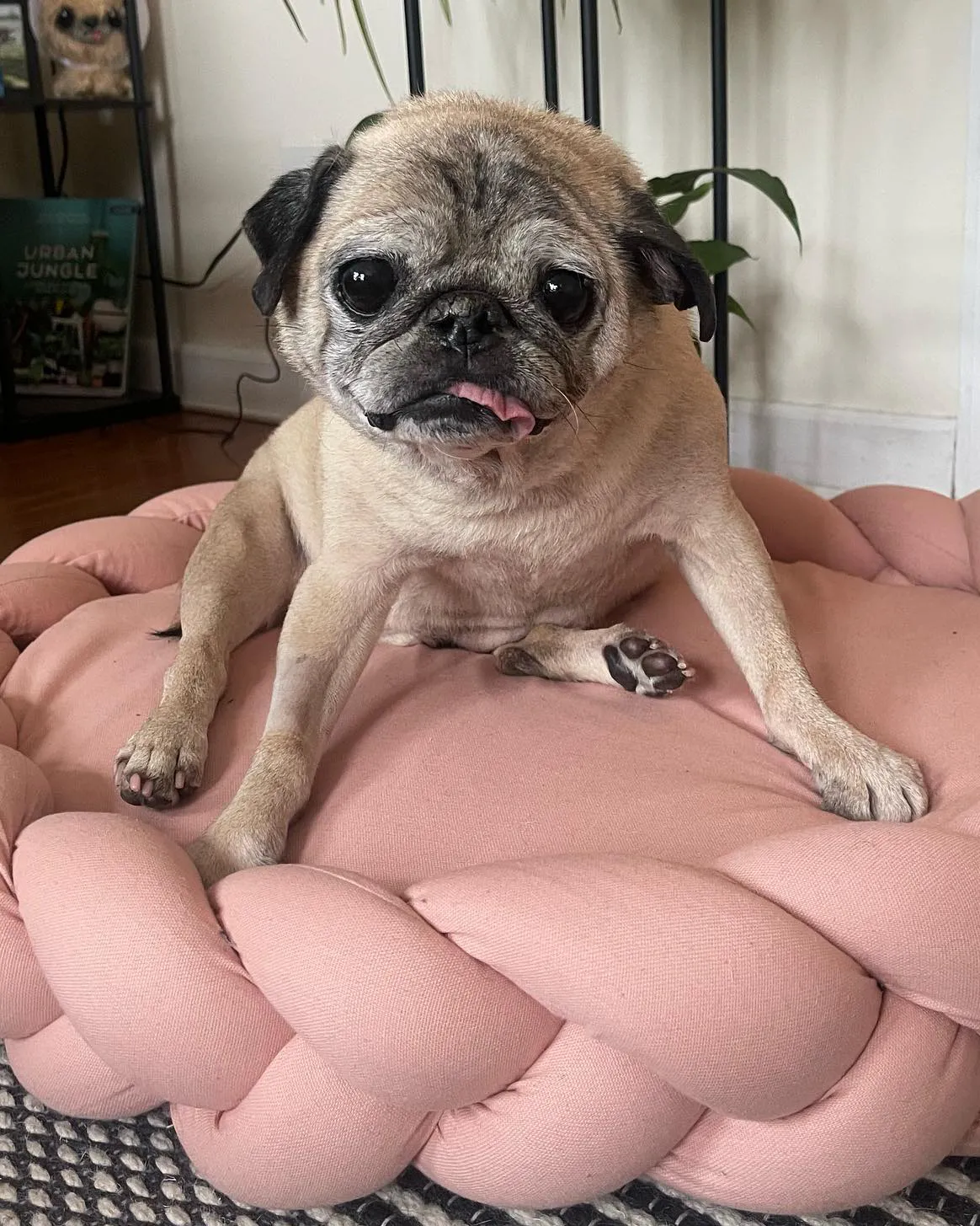 TikTok's Favorite Dog Noodle the Pug Dies at Age 14, 4 Days After His Last 'Bones' Video