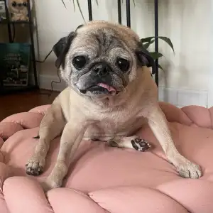 TikTok's Favorite Dog Noodle the Pug Dies at Age 14, 4 Days After His Last 'Bones' Video
