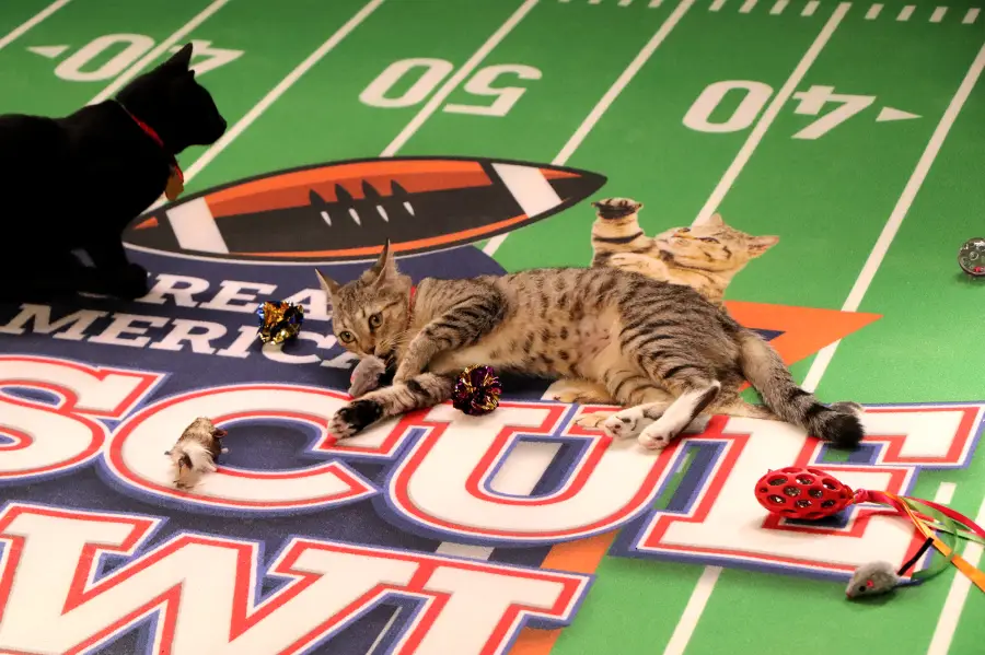 Everything to Know About Super Bowl LVII