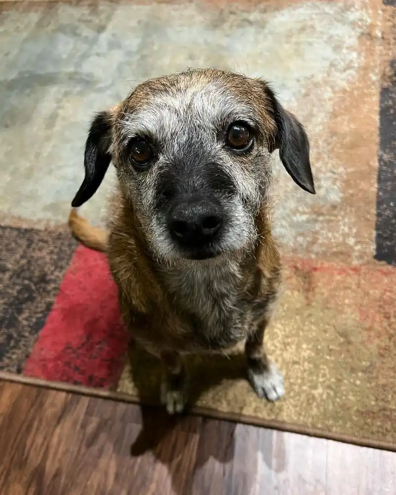 'Sister Wives’ Star Janelle Brown Mourns Death of Beloved Dog Jack- 'I Am Glad He Is No Longer Suffering' - 693