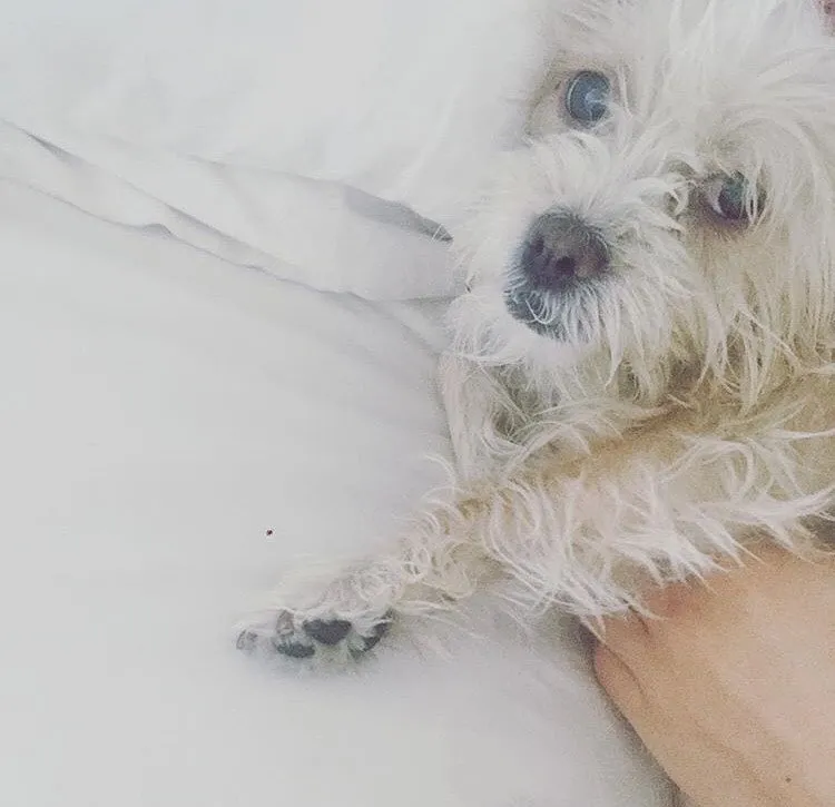 Stars Celebrate Their Beloved Pets Birthdays Over the Years