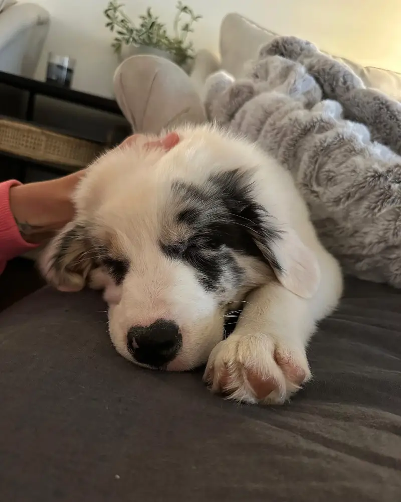 Jessie James Decker and Eric Decker's Family Photos Over the Years - 960