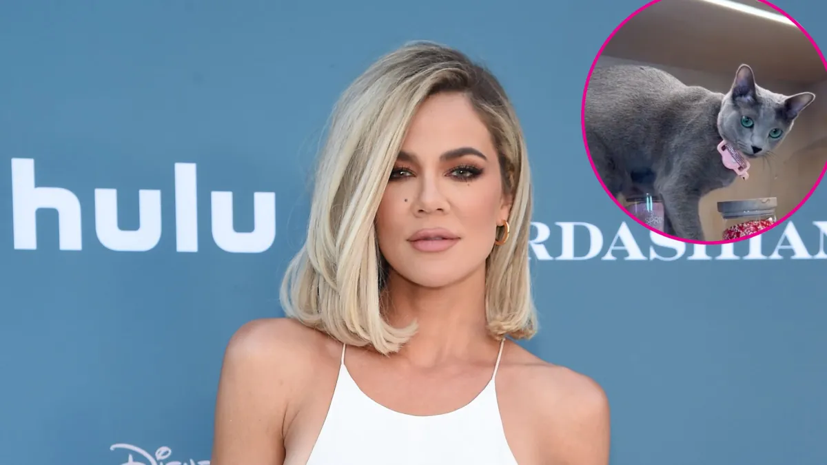 Khloe Kardashian Pet Cat Grey Kitty