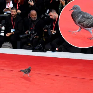 A Pigeon Crashed the Venice Film Festival Red Carpet And Literally Stole the Entire Show: Photo